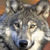 :iconkeremak: