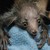 :iconkerianthelemur: