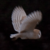 :iconkerioak: