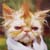 :iconkermit-the-wager: