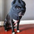 :iconkerryflea: