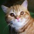 :iconkesja33:
