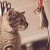 :iconkesrel: