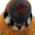 :iconkestrel369: