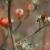 :iconkestrelphoto: