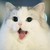 :iconkesty-chan: