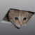 :iconkevbot117: