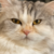 :iconkevinskylet111999: