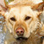 :iconkeystonekennels: