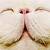 :iconkezu-kezu: