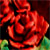 :iconkfcisevil: