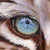 :iconKhan-from-Brazil: