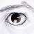 :iconkhan-shereak: