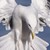 :iconkhan71: