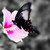 :iconkhaosfury: