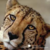 :iconkhittyniferous: