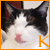 :iconki-chan: