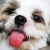 :iconkianisme: