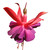 :iconkiara-23:
