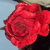 :iconkiara-kiaretta:
