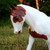 kiarahorses :iconkiarahorses:
