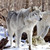 :iconkiba-thewolf: