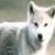 :iconkiba-wolf-boy: