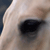 :iconkibablue:
