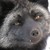 :iconkibavahngoth: