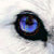 :iconkibaworg: