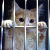:iconKibble212: