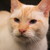 :iconkibblemom: