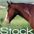 :iconkibbles-stock: