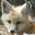 :iconkibbyfox92: