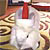 :iconkiboko77: