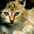 :iconkici-kici: