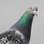 :iconkickinpigeons: