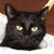 :iconKicya: