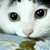 :iconkidcasanova: