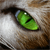 :iconkiddycat87: