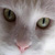 :iconkidiusvile: