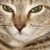 :iconkidkit: