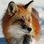 :iconkie-nn: