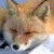 :iconkiiro-kitsune: