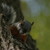 :iconkikeslide: