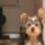 :iconkiki-lee-19: