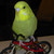 :iconkikibikeplz: