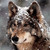 :iconkikilink: