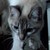:iconkikinverse: