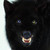 Kilgard-blademaster :iconkilgard-blademaster:
